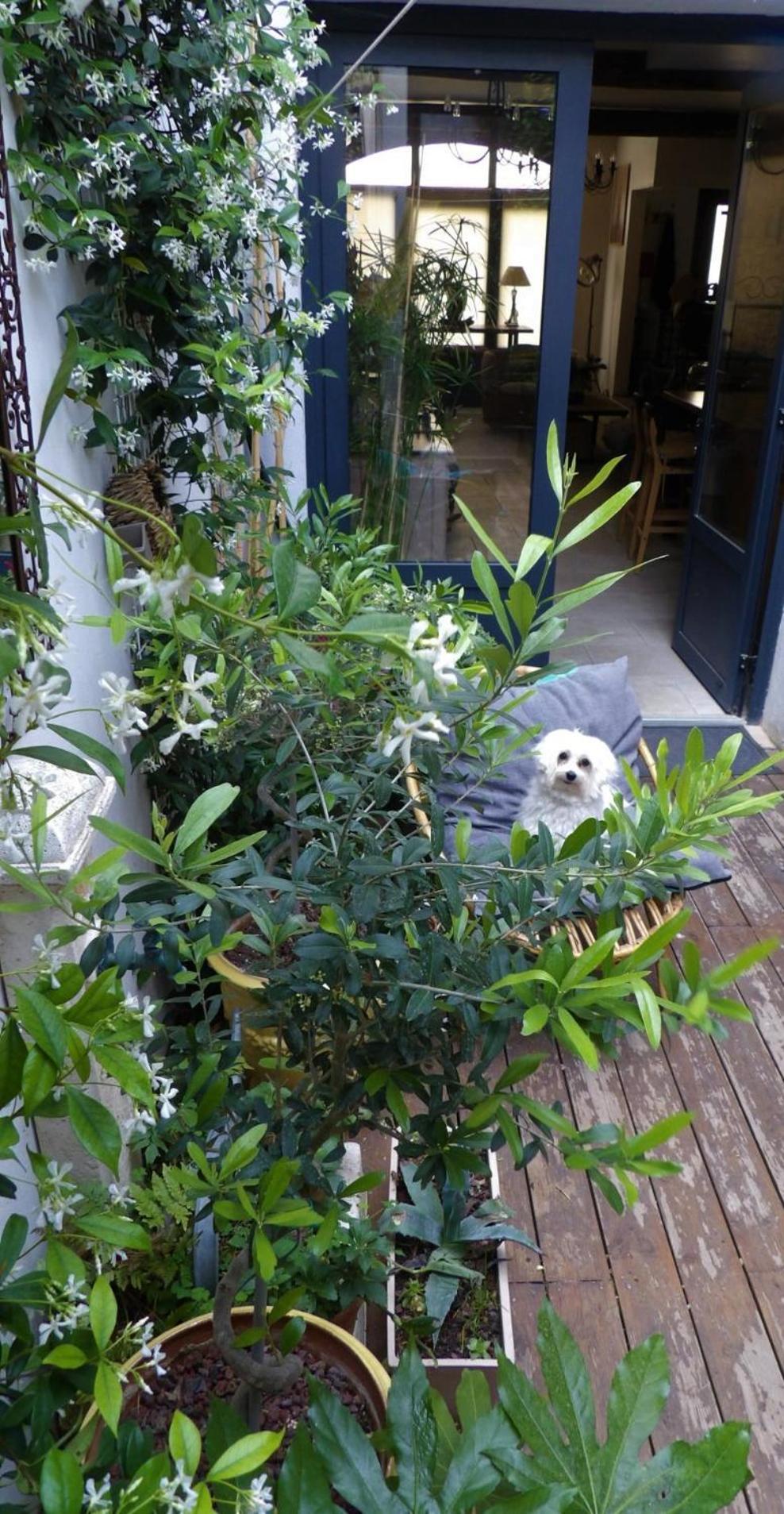 Le Petit Patio Panzió Aigues-Mortes Kültér fotó
