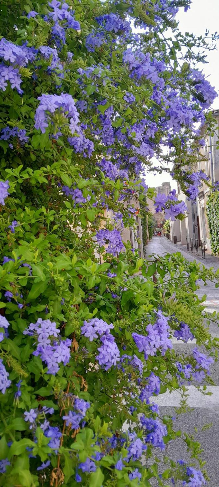 Le Petit Patio Panzió Aigues-Mortes Kültér fotó