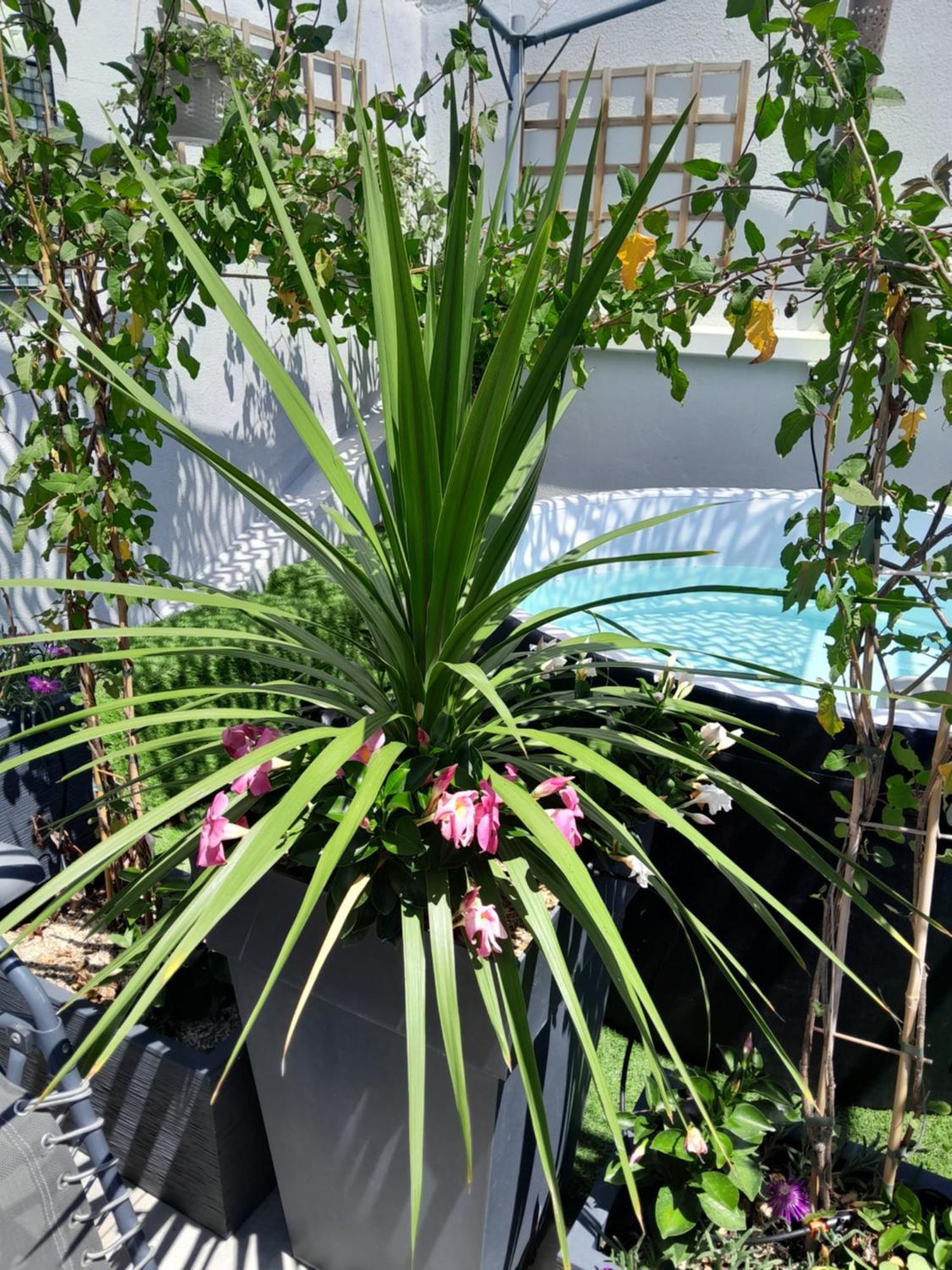 Le Petit Patio Panzió Aigues-Mortes Kültér fotó
