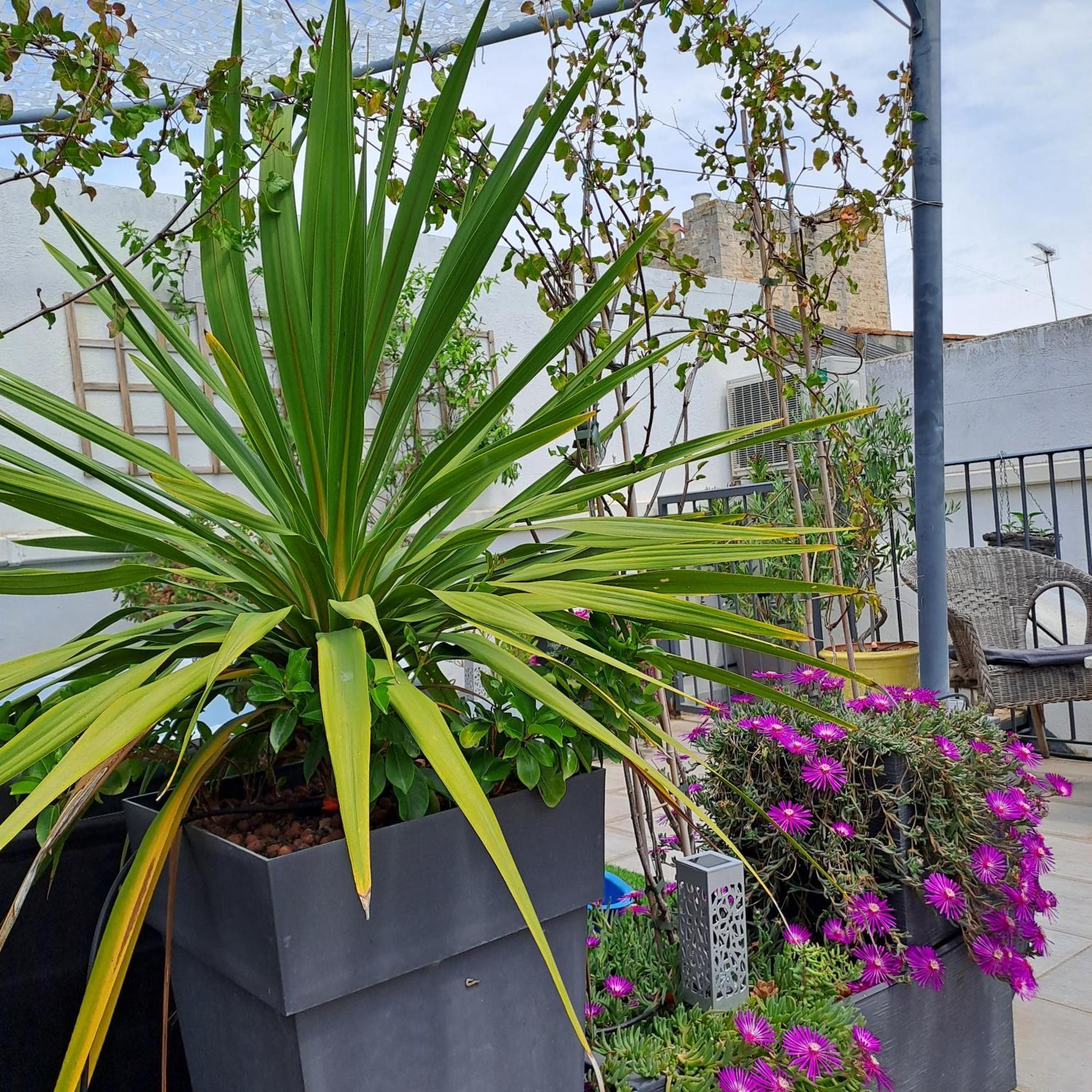 Le Petit Patio Panzió Aigues-Mortes Kültér fotó