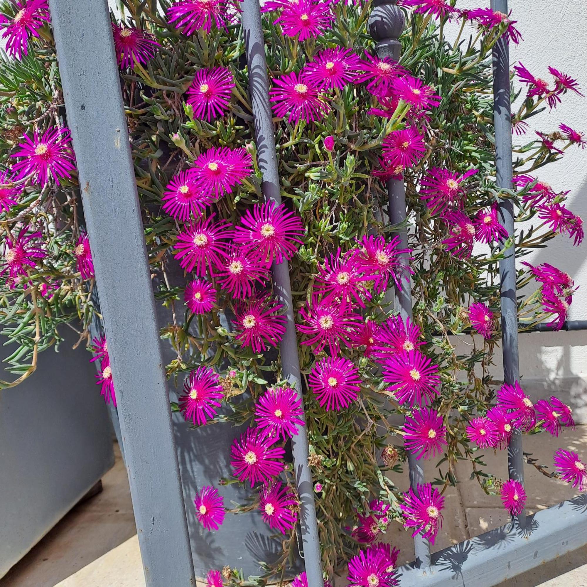 Le Petit Patio Panzió Aigues-Mortes Kültér fotó