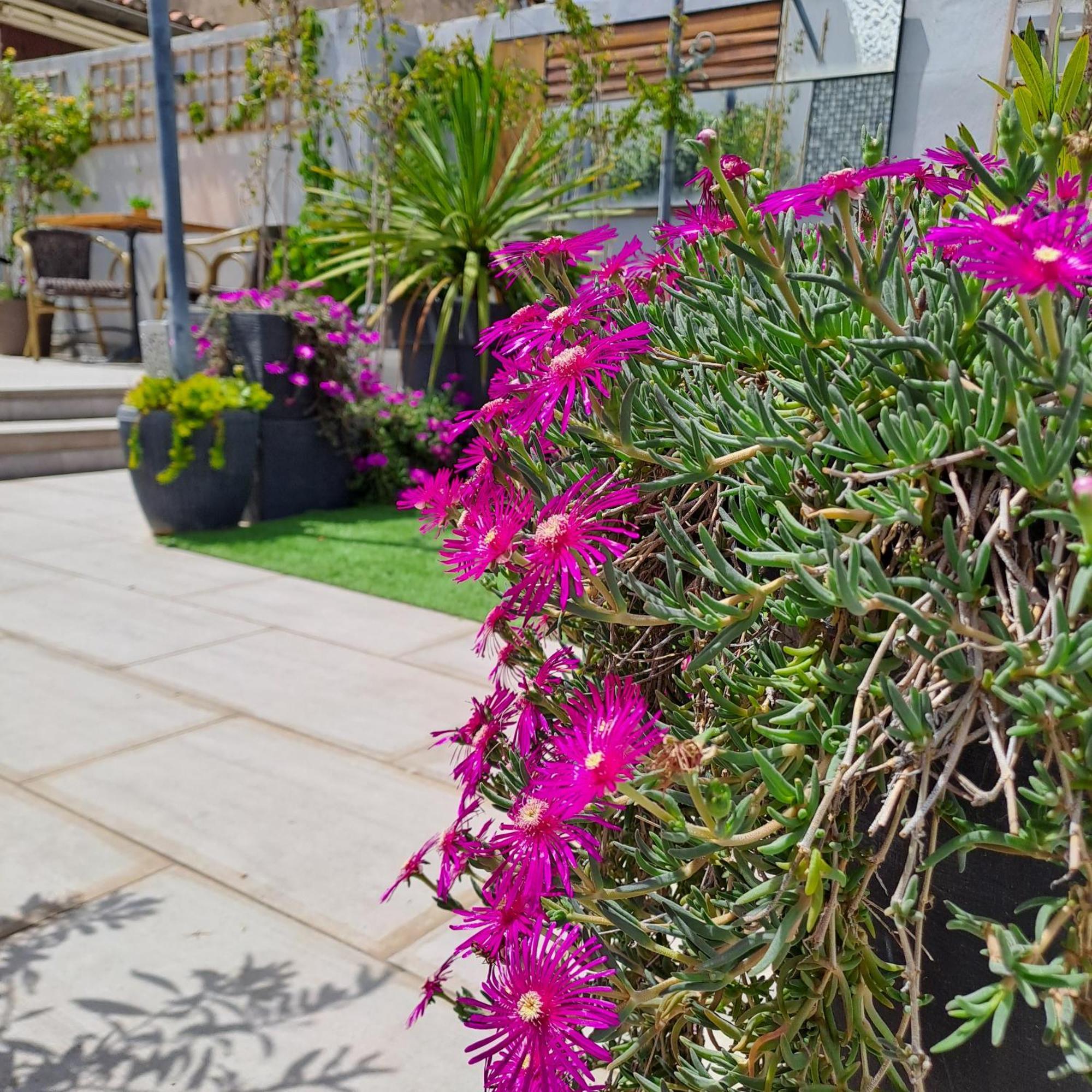 Le Petit Patio Panzió Aigues-Mortes Kültér fotó